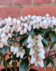 Pieris Japonica - 17.5cm pot Folia House