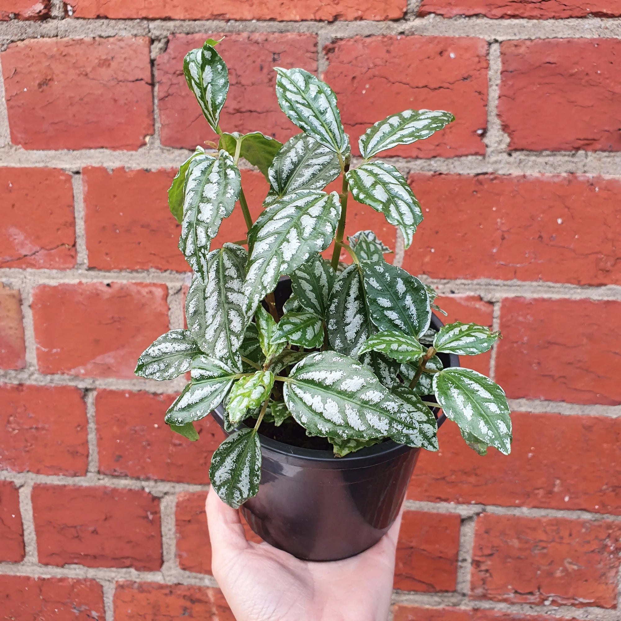 Pilea Aluminium (Pilea Cadierei) - 12cm pot Folia House