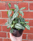 Pilea Aluminium (Pilea Cadierei) - 12cm pot Folia House