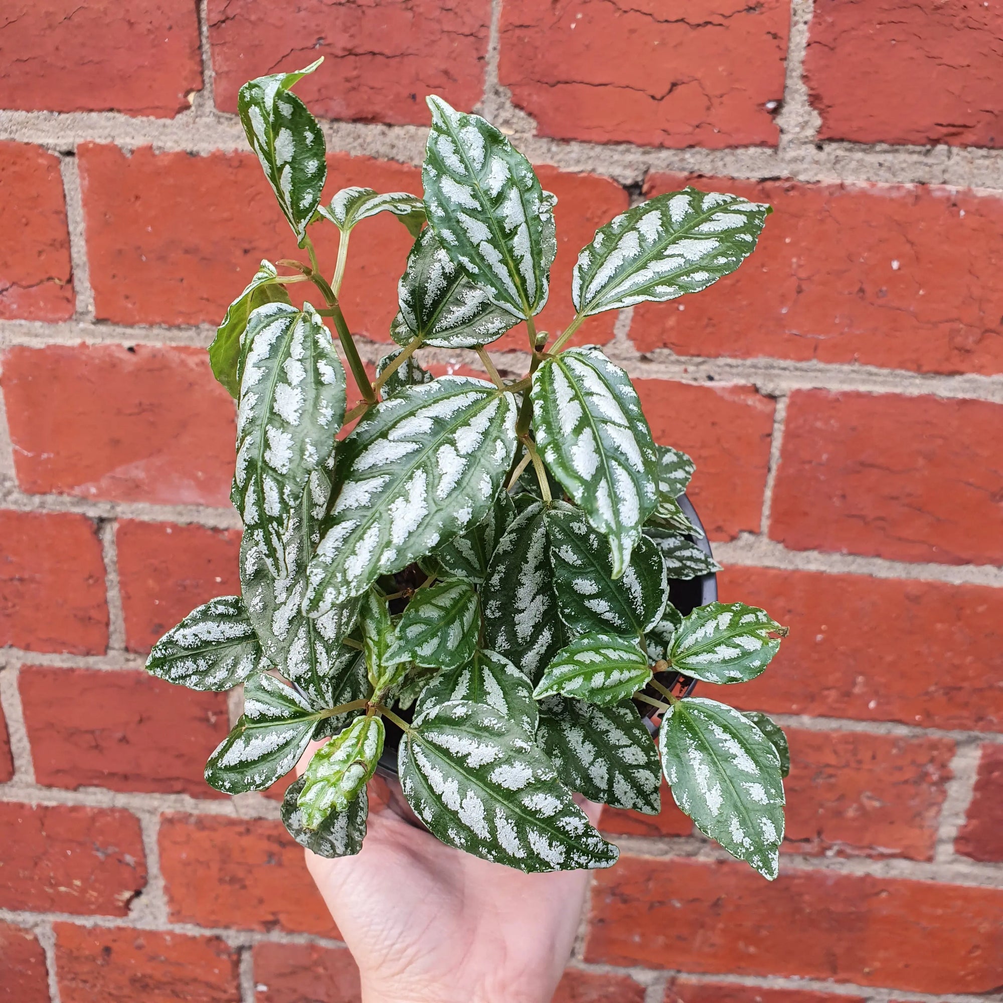 Pilea Aluminium (Pilea Cadierei) - 12cm pot Folia House