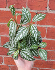 Pilea Aluminium (Pilea Cadierei) - 12cm pot Folia House