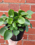 Pilea Peperomiodes (The Chinese Money Plant) - 17cm Folia House