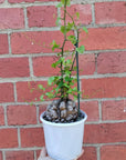 RARE - Elephant's foot - Dioscorea Elephantipes - 12cm pot Folia House