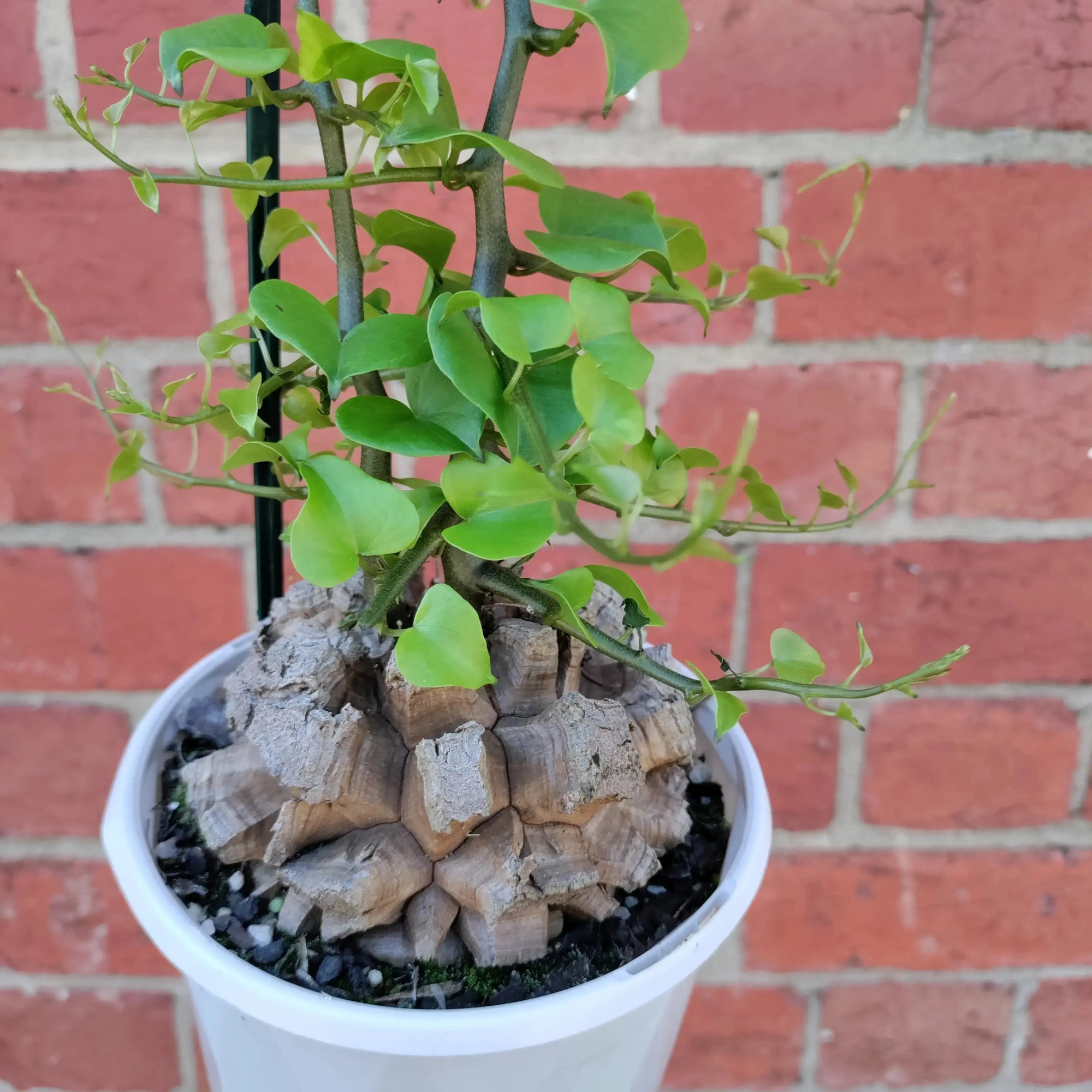 RARE - Elephant's foot - Dioscorea Elephantipes - 12cm pot Folia House