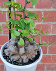 RARE - Elephant's foot - Dioscorea Elephantipes - 12cm pot Folia House