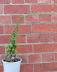 RARE - Elephant's foot - Dioscorea Elephantipes - 12cm pot Folia House