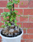RARE - Elephant's foot - Dioscorea Elephantipes - 12cm pot Folia House