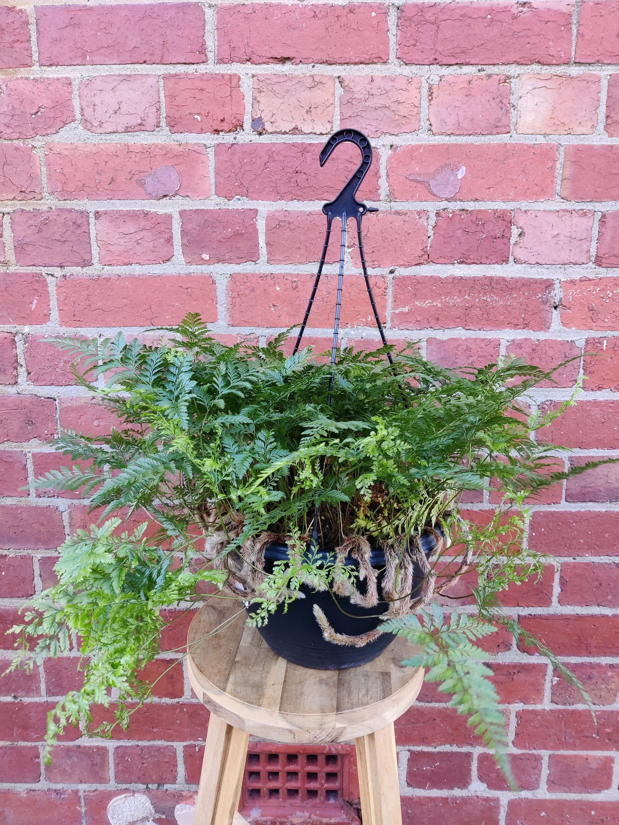 Rabbit Foot Fern (Davallia Fejeensis) - 25cmHB Folia House