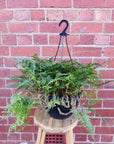Rabbit Foot Fern (Davallia Fejeensis) - 25cmHB Folia House