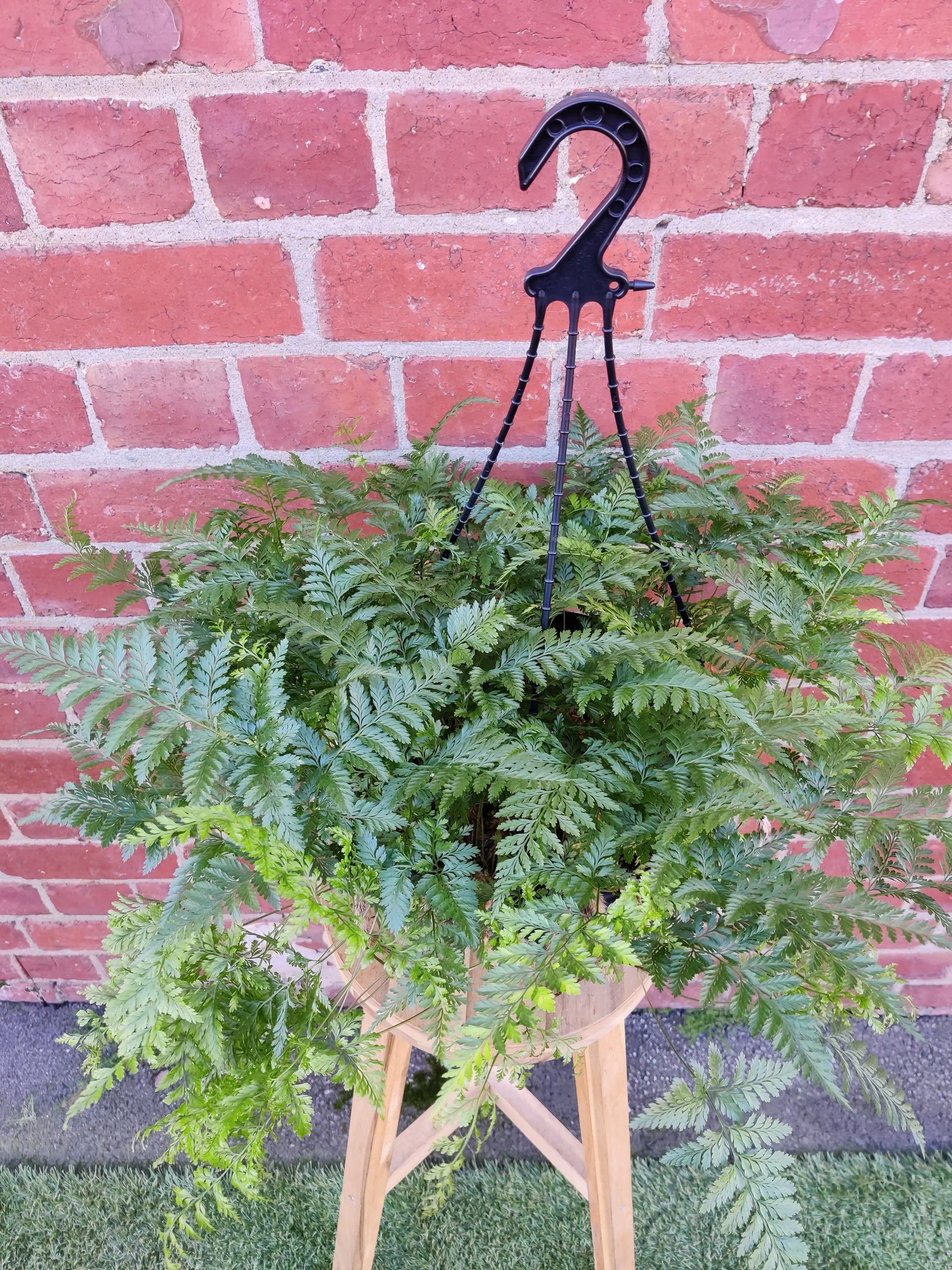 Rabbit Foot Fern (Davallia Fejeensis) - 25cmHB Folia House