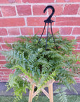 Rabbit Foot Fern (Davallia Fejeensis) - 25cmHB Folia House