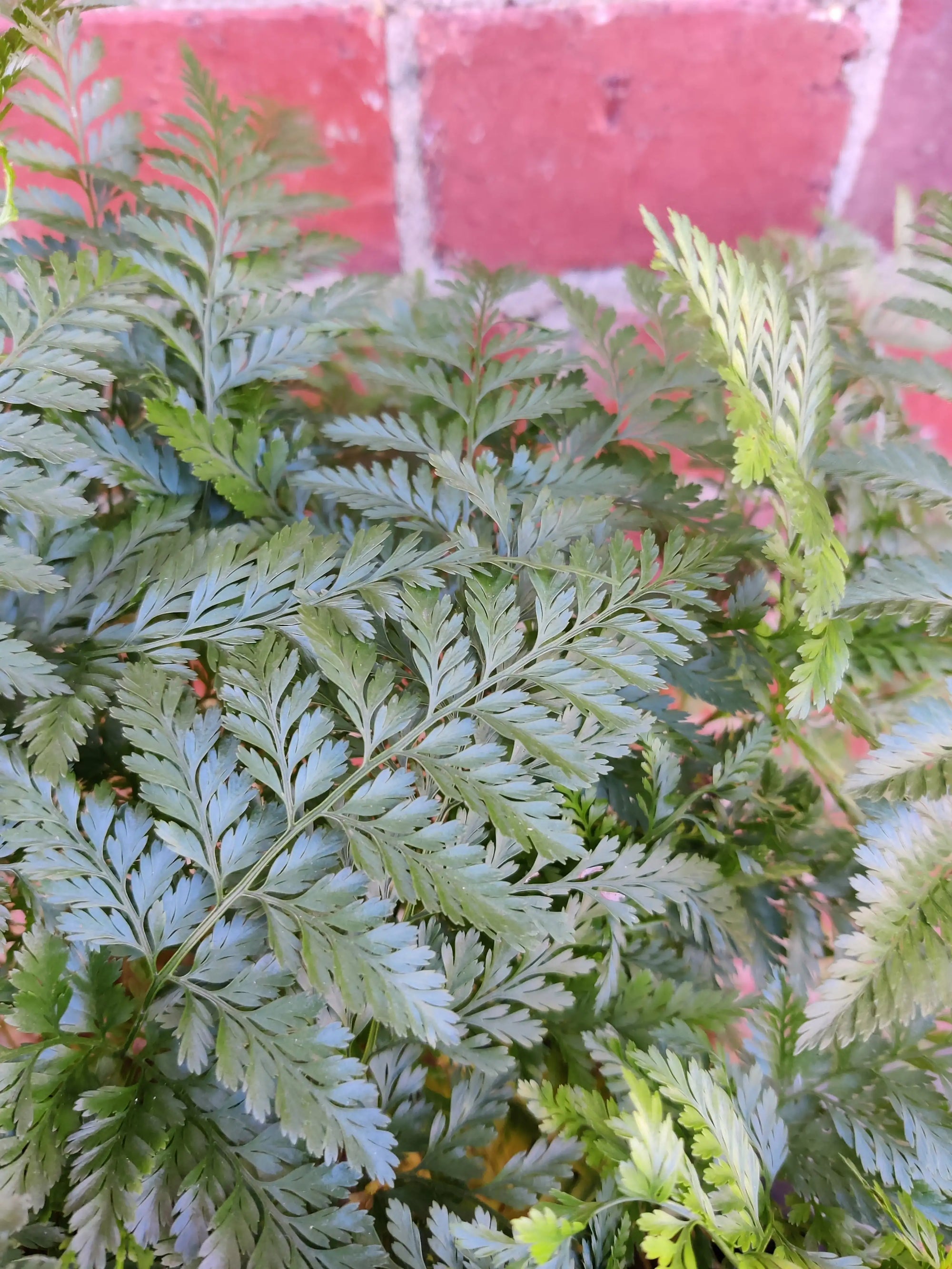 Rabbit Foot Fern (Davallia Fejeensis) - 25cmHB Folia House