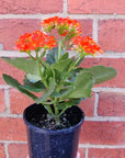 Red Kalanchoe - 13cm pot Folia House