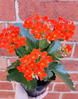 Red Kalanchoe - 13cm pot Folia House