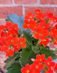 Red Kalanchoe - 13cm pot Folia House