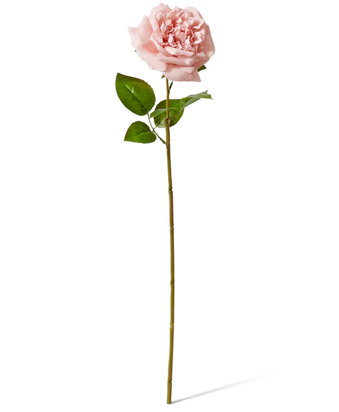 Rose Austin Stem (RT) Dusty Pink 22x14x66cm