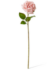 Rose Austin Stem (RT) Dusty Pink 22x14x66cm