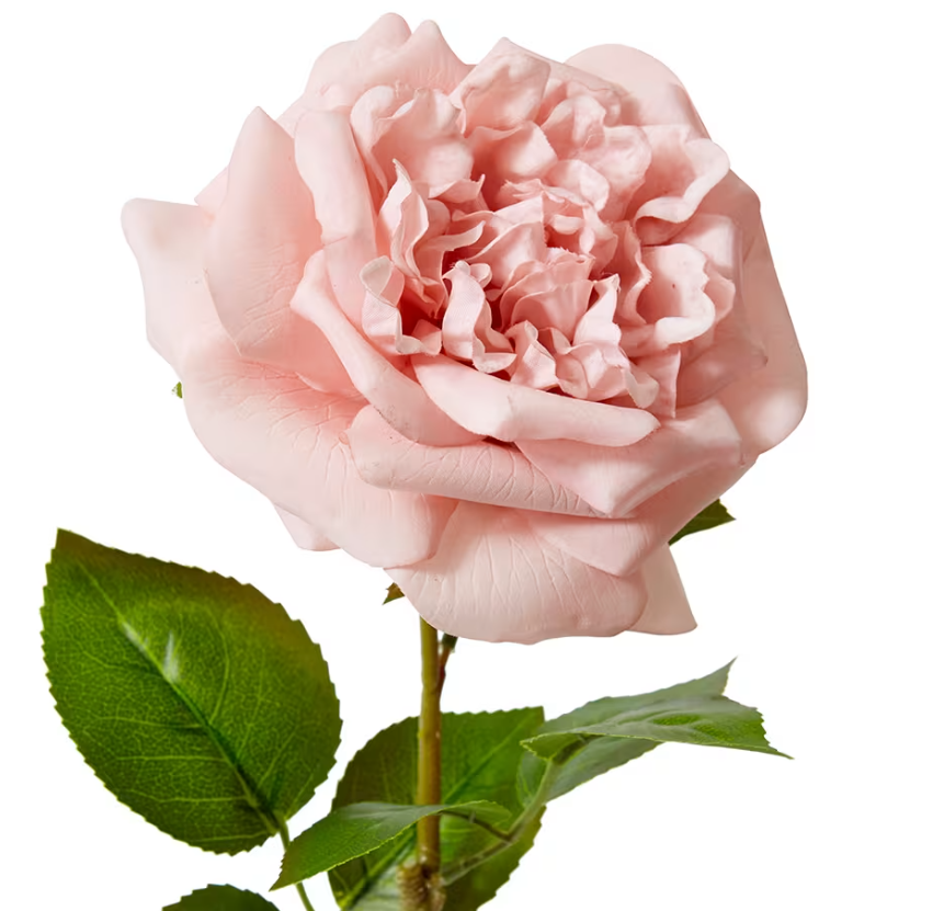 Rose Austin Stem (RT) Dusty Pink 22x14x66cm