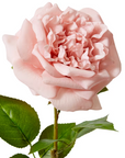 Rose Austin Stem (RT) Dusty Pink 22x14x66cm