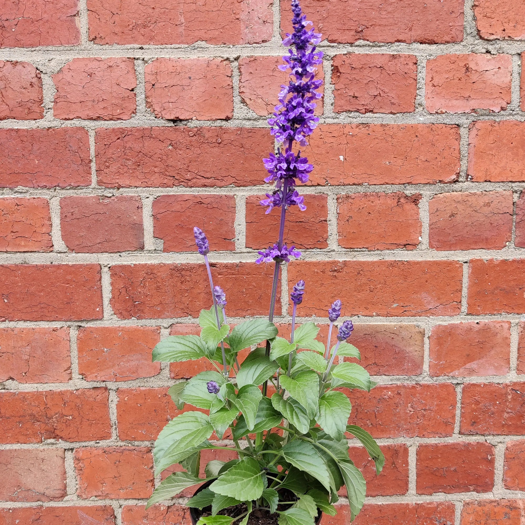 Salvia Mystic Spires Sage - 14cm pot Folia House