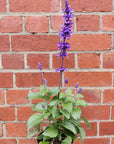 Salvia Mystic Spires Sage - 14cm pot Folia House