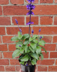 Salvia Mystic Spires Sage - 14cm pot Folia House