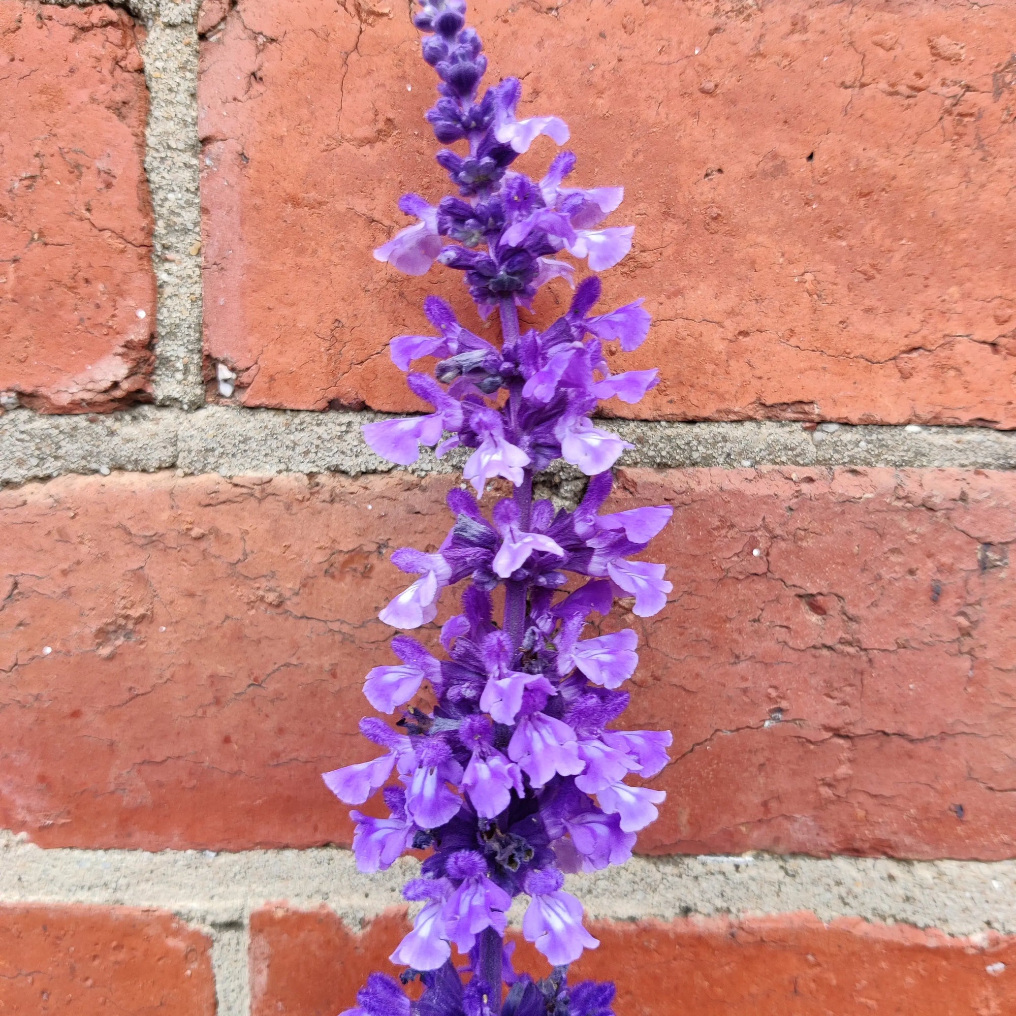 Salvia Mystic Spires Sage - 14cm pot Folia House