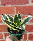 Sansevieria Lotus Hahnii - 10cm pot Folia House