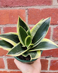 Sansevieria Lotus Hahnii - 10cm pot Folia House