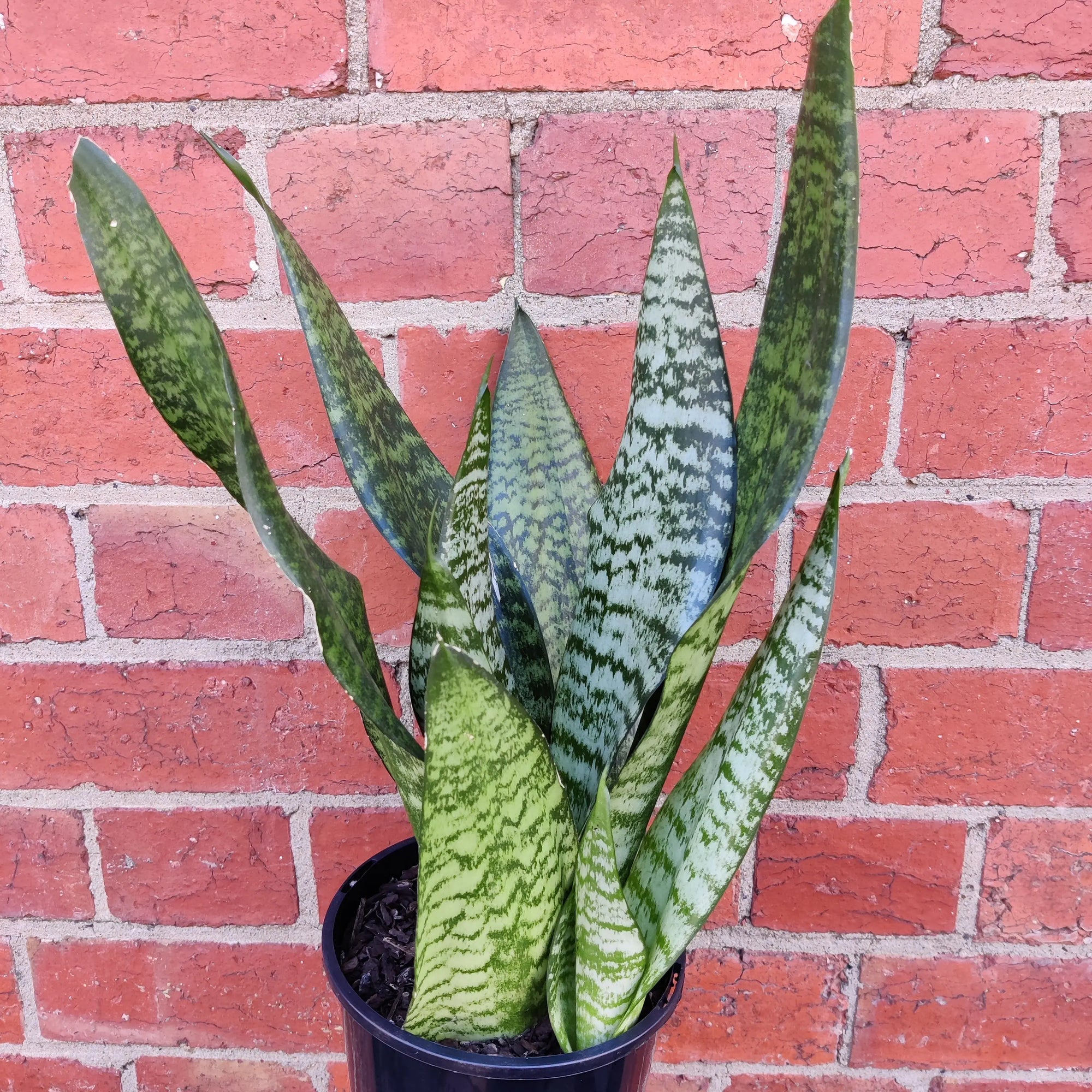 Sansevieria Trifasciata - 15cm Pot Folia House