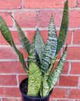 Sansevieria Trifasciata - 15cm Pot Folia House