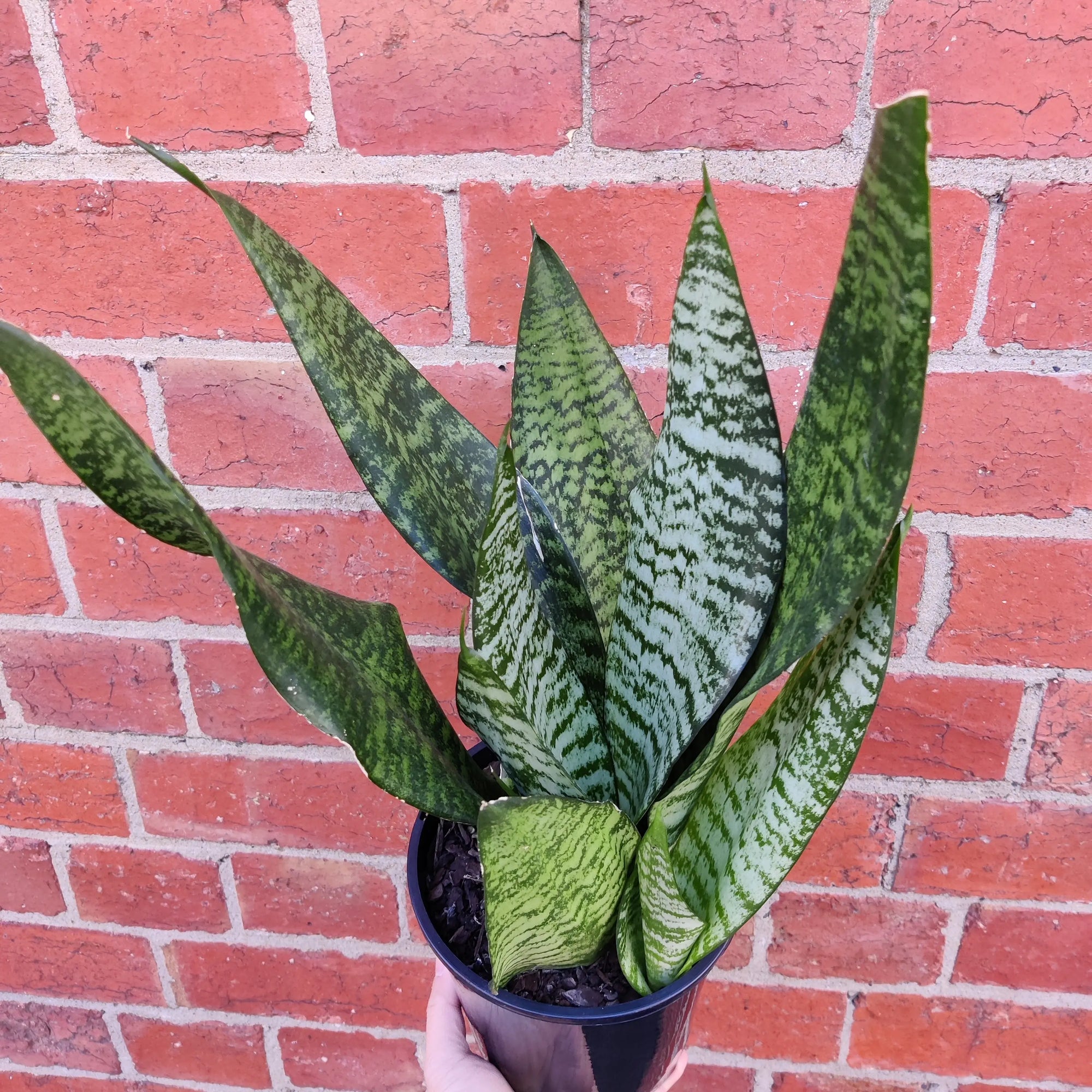 Sansevieria Trifasciata - 15cm Pot Folia House