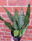 Sansevieria Trifasciata - 15cm Pot Folia House