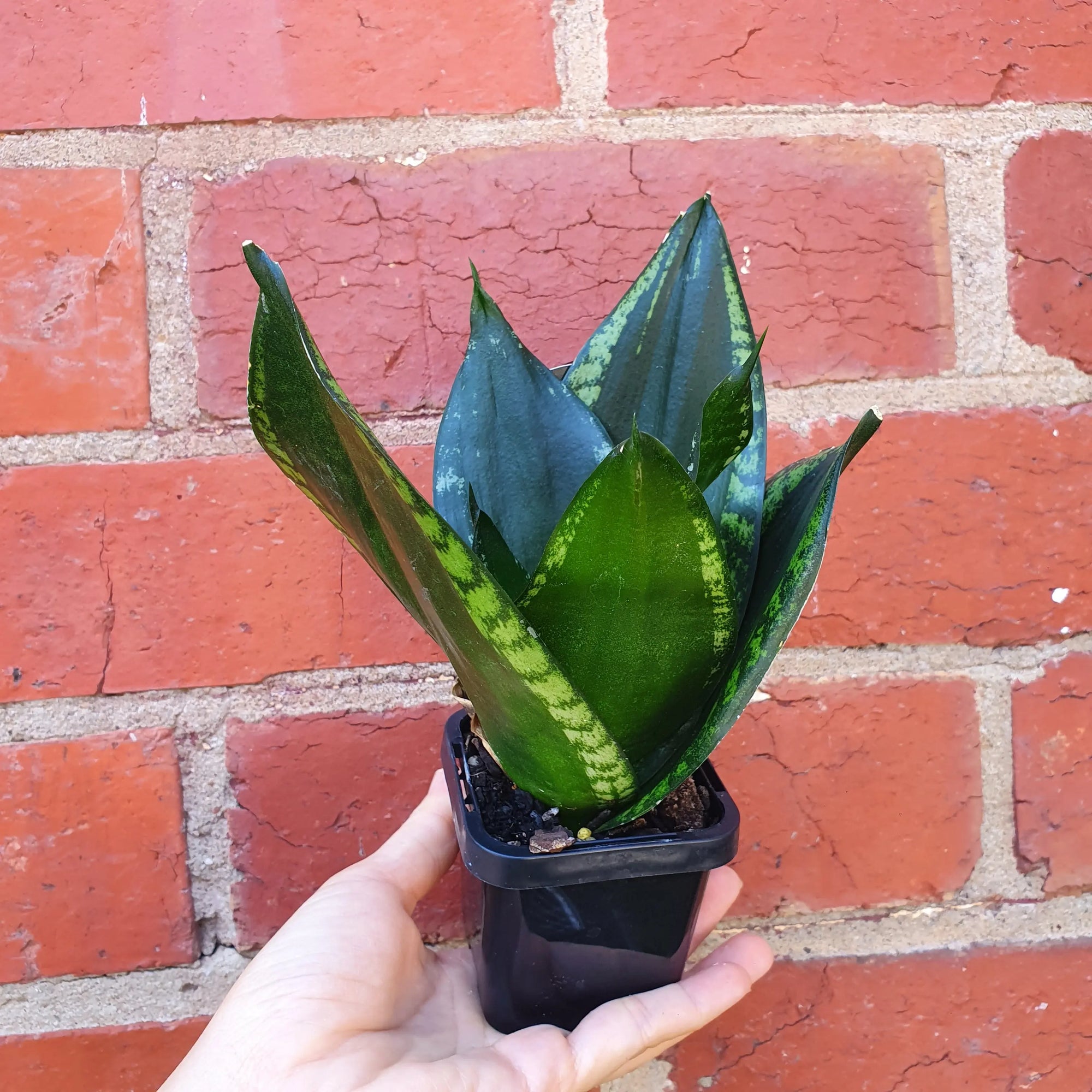 Sansevieria Whitney Hahnii - 7cm pot Folia House