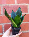 Sansevieria Whitney Hahnii - 7cm pot Folia House