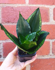 Sansevieria Whitney Hahnii - 7cm pot Folia House