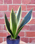 Sansevieria in ceramic pot - 10cm pot Folia House