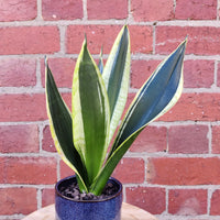 Sansevieria in ceramic pot - 10cm pot Folia House
