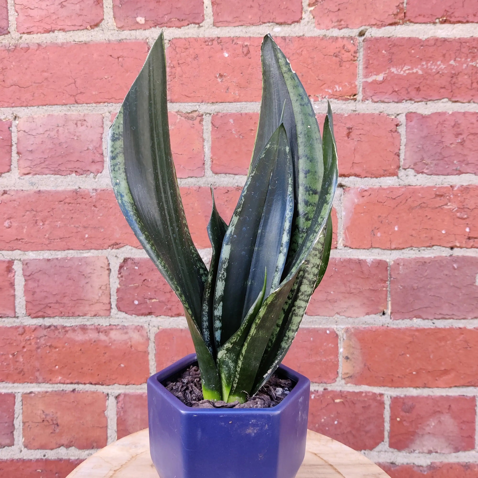 Sansevieria in ceramic pot - 10cm pot Folia House