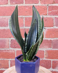 Sansevieria in ceramic pot - 10cm pot Folia House