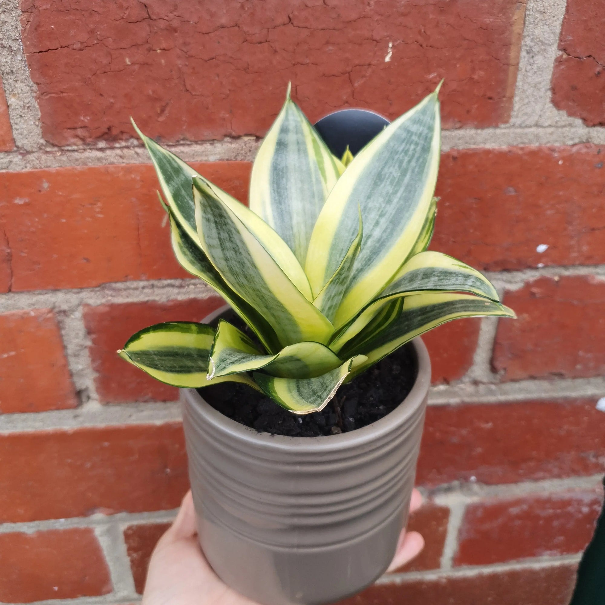 Sansevieria in ceramic pot - 11cm pot Folia House