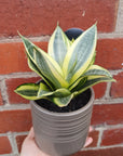 Sansevieria in ceramic pot - 11cm pot Folia House