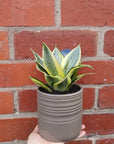 Sansevieria in ceramic pot - 11cm pot Folia House
