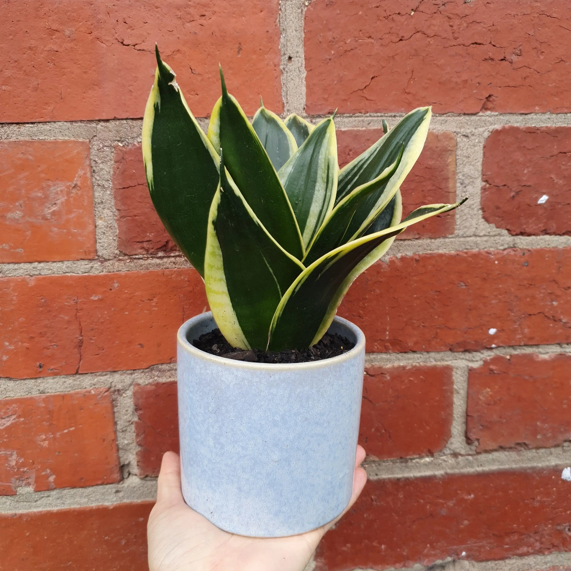 Sansevieria in ceramic pot - 11cm pot Folia House
