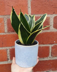 Sansevieria in ceramic pot - 11cm pot Folia House