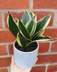 Sansevieria in ceramic pot - 11cm pot Folia House
