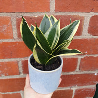 Sansevieria in ceramic pot - 11cm pot Folia House
