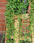 Senecio Assorted String of Beans - 15cmHB Folia House