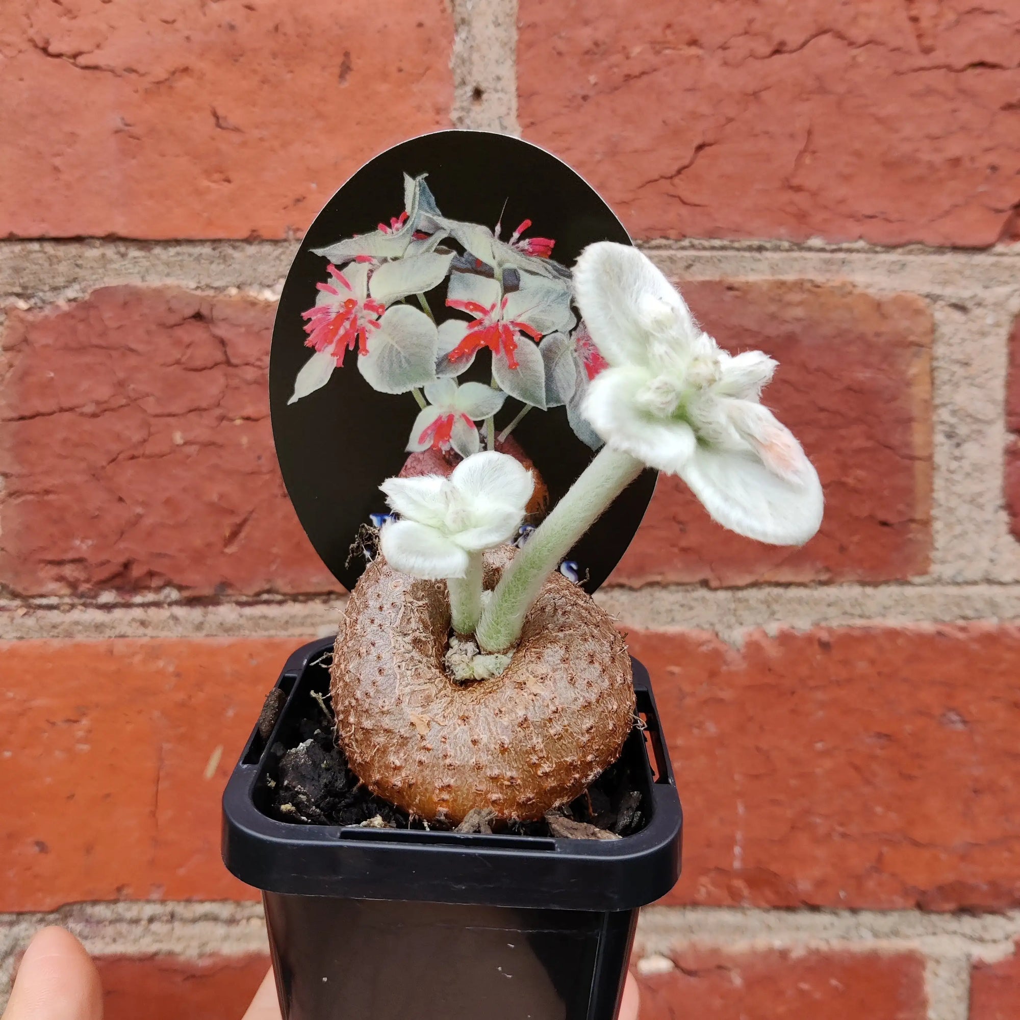 Sinningia Brazillian Edelweiss - 8cm Pot Folia House