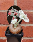 Sinningia Brazillian Edelweiss - 8cm Pot Folia House